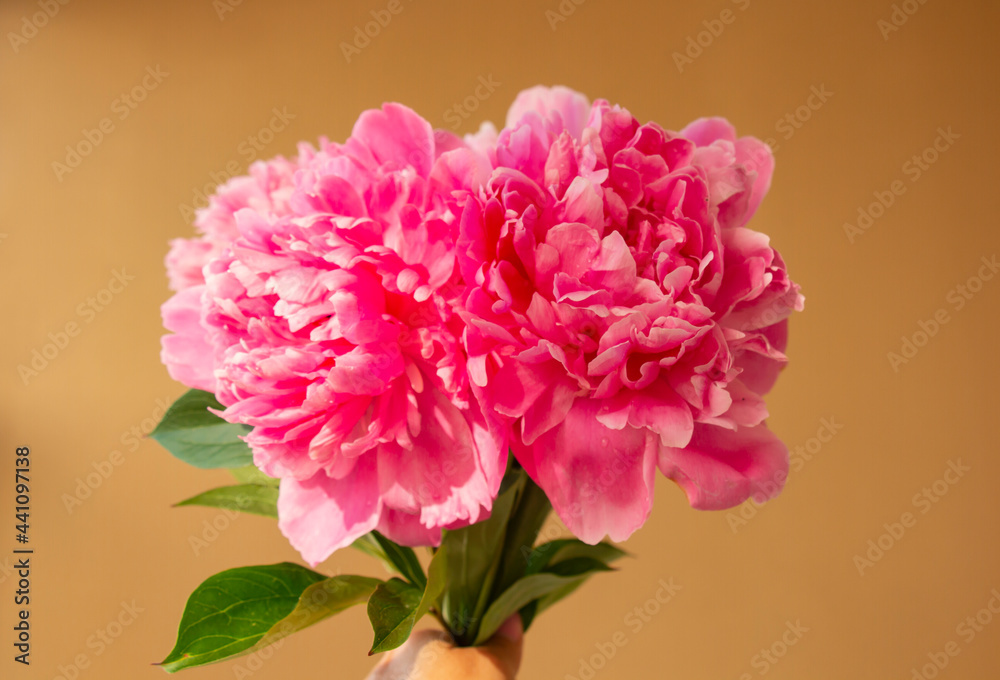 Gently pink peony close-up on a beige background. Fragrant summer flower