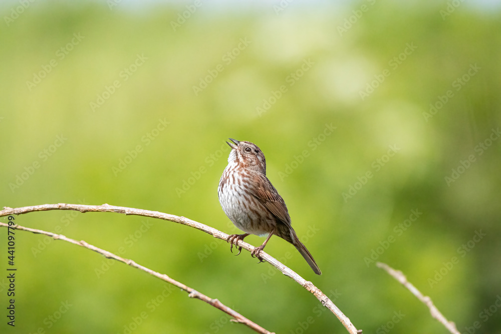 one cute sparrow singing on the thin branch isolated from blurry green background