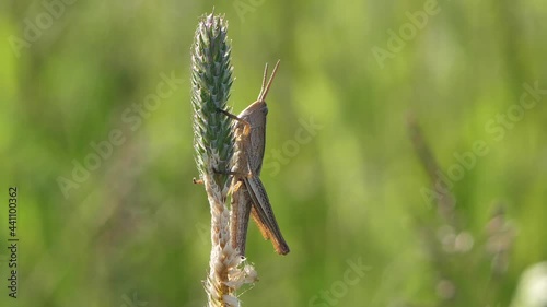 The grasshopper sits on a meadow grass photo