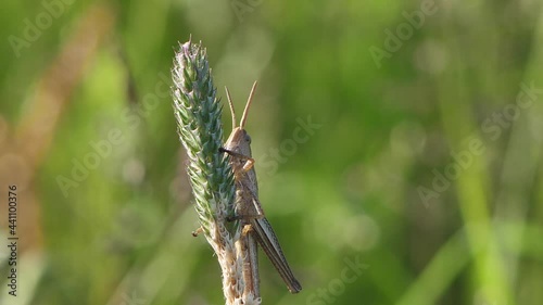 The grasshopper sits on a meadow grass photo