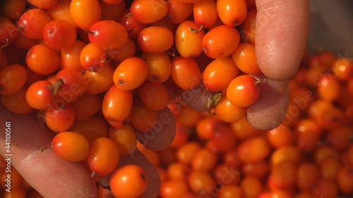 Orange berry is falling from the hands. Hippophae berries, genus of sea buckthorns, shot large in tree with long leaves, macro