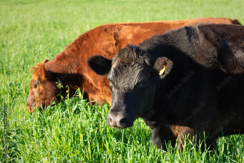 Fototapeta premium Gado de corte na pastagem