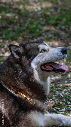 portrait of a wolf