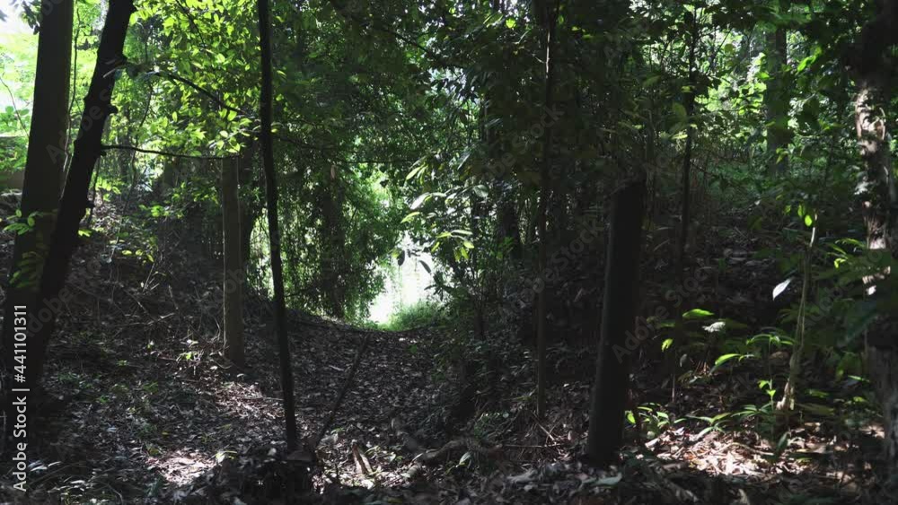 View of Lake stream flowing through greenery thick forest. Dense rain forest of tropical rainforest on banks of river Kerala India. sunlight falling through Indian forest 4K slow motion video footage. View of Lake stream flowing through greenery thick forest. Dense rain forest of tropical rainforest on banks of river Kerala India. sunlight falling through Indian forest 4K slow motion video footage.
