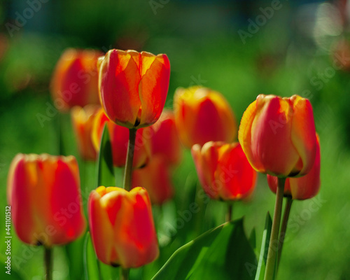 red and yellow tulips