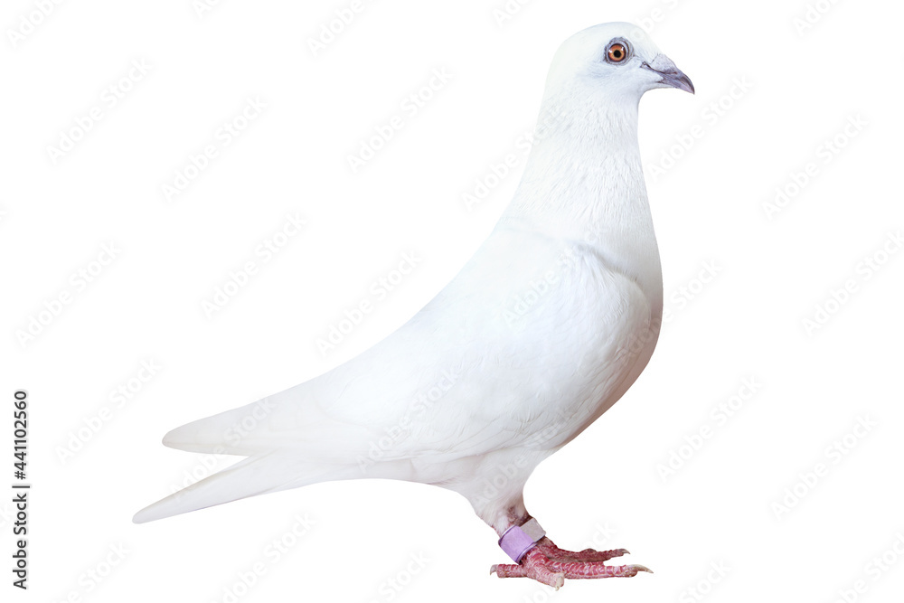 Fototapeta premium white feather of speed racing pigeon isolated on white background