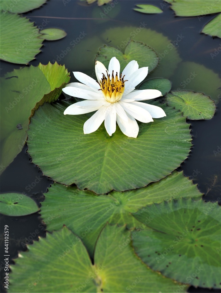 White lotus flower on the pond White lotus flower on the pond