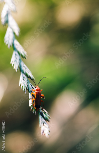 Insect  on a flower