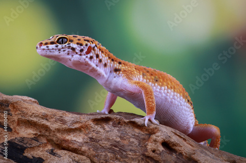 Leopard Gecko on the branch of wood