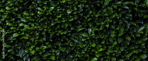 Laurier cerise (Prunus laurocerasus). Mur de feuille d'un buisson abstrait vert. Bannière, texture et arrière plan en volume