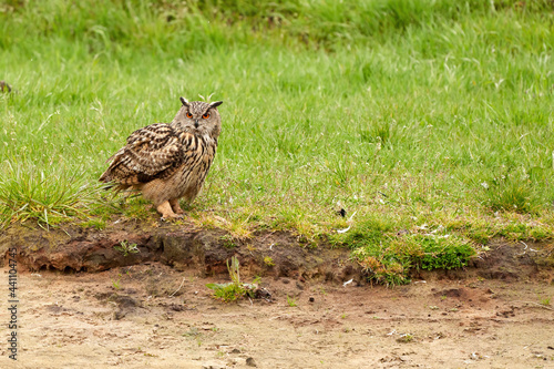 Eagle Owl, sits on the edge of a lake in the grass. Thickets in the background. The bird of prey seen from the side. The head turned to the camera