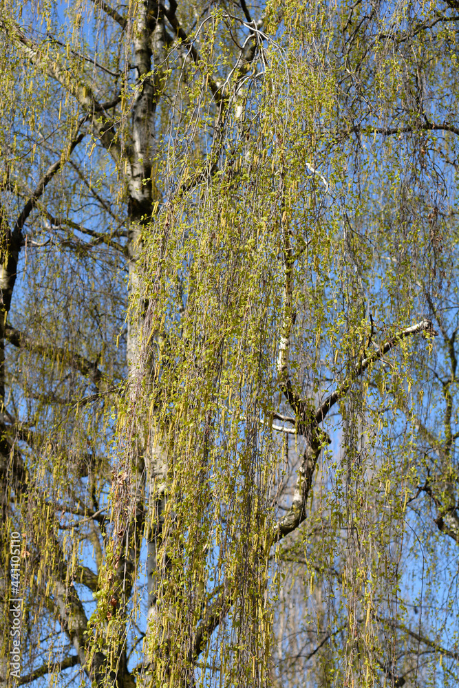 Fototapeta premium Common birch