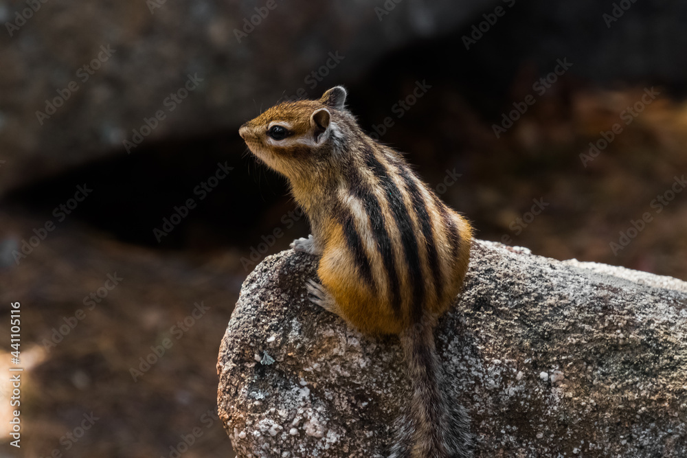 chipmunk on a rock