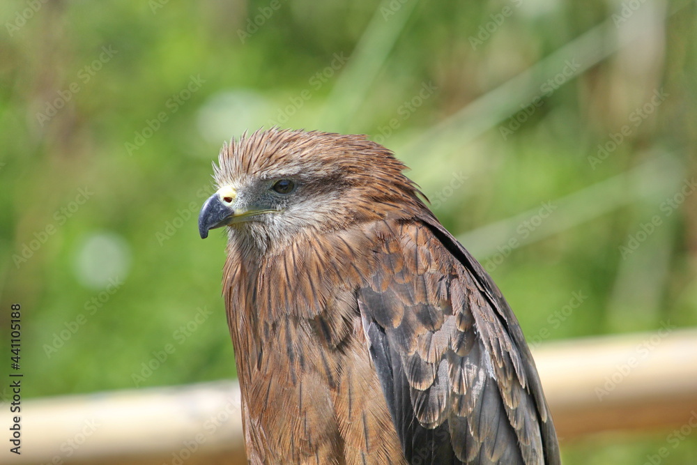 bird of prey bird of prey