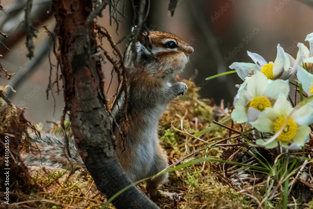 Obraz premium squirrel in the park