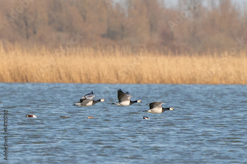 Three Barnacle Geese flying against a beautiful blue lake. Pair of large birds with white face and black head, neck and upper breast. Shallow focus action scene with reeds and trees in the background