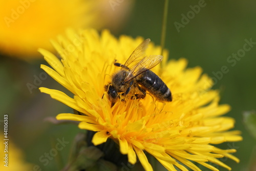 Honey Bee collecting pollen on wild yellow flowers. Closeup details of small insect. 