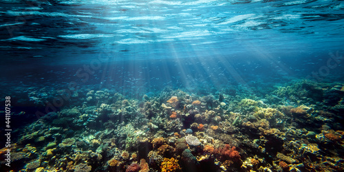 a Underwater coral reef on the red sea