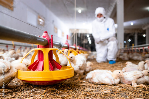 Veterinarian in sterile clothing controlling chicken health at modern poultry farm Fototapet