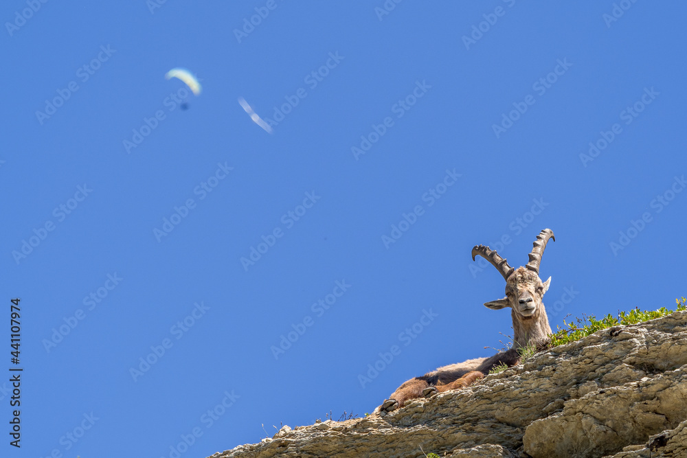 Glider and paraglider flying over ibex in the Vercors Glider and paraglider flying over ibex in the Vercors