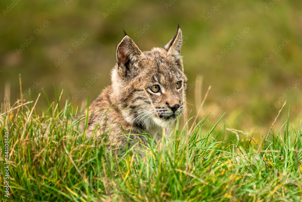 Lynx in green forest with tree trunk. Wildlife scene from nature. Playing Eurasian lynx, animal behaviour in habitat. Wild cat from Germany. Wild Bobcat between the trees Lynx in green forest with tree trunk. Wildlife scene from nature. Playing Eurasian lynx, animal behaviour in habitat. Wild cat from Germany. Wild Bobcat between the trees