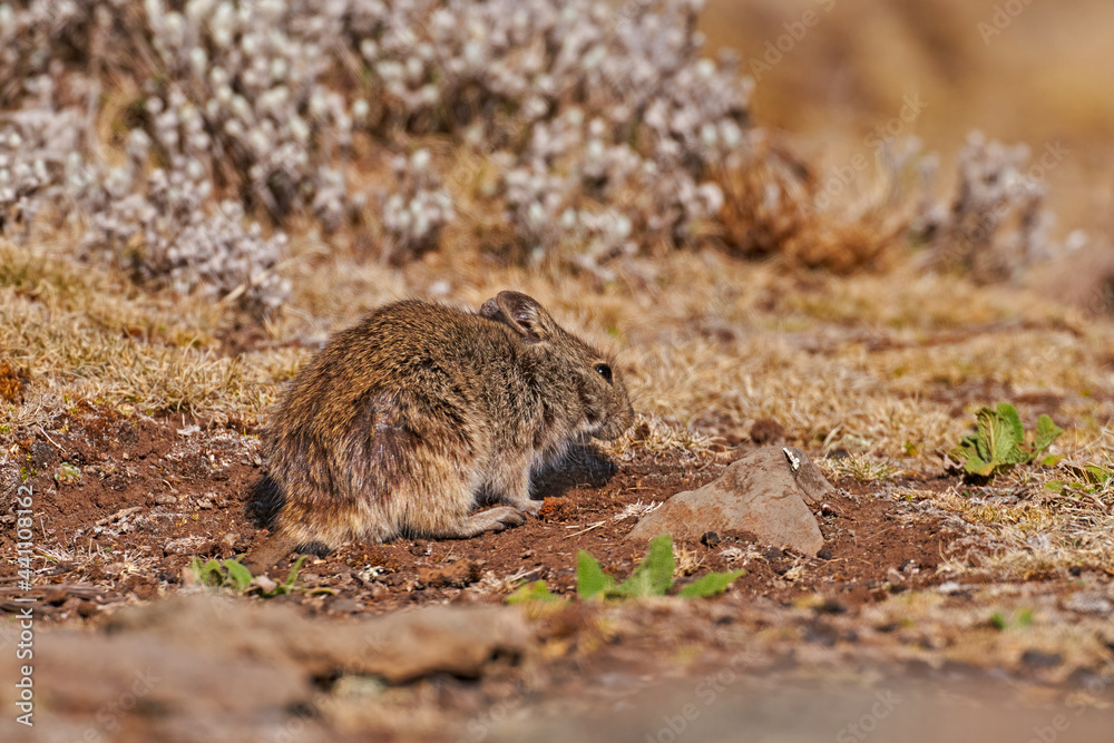 Blackclawed, Brush furred Rat Lophuromys melanonyx. A prey food