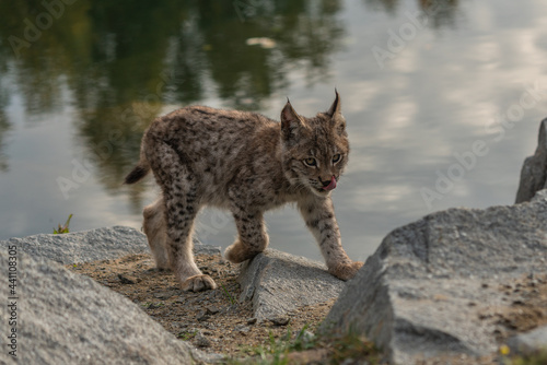 Lynx in green forest with tree trunk. Wildlife scene from nature. Playing Eurasian lynx  animal behaviour in habitat. Wild cat from Germany. Wild Bobcat between the trees