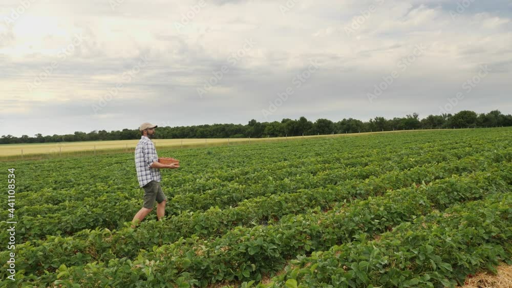 A farmer walking between the rows on a strawberry plantation in a field carrying a wicker box full of a harvest of ripe strawberries A farmer walking between the rows on a strawberry plantation in a field carrying a wicker box full of a harvest of ripe strawberries