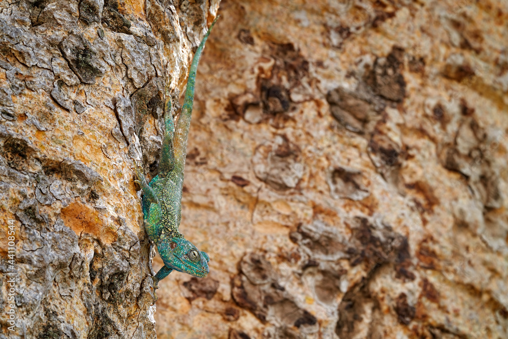 Black-necked agama, Acanthocercus atricollis, lizar on the tree trunk in the nature habitat, Lake Awassa in Ethiopia. Reptile from Afroca. Travelling in Ethiopia, wildlife nature.