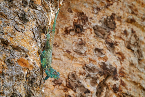 Black-necked agama, Acanthocercus atricollis, lizar on the tree trunk in the nature habitat, Lake Awassa in Ethiopia. Reptile from Afroca. Travelling in Ethiopia, wildlife nature. photo