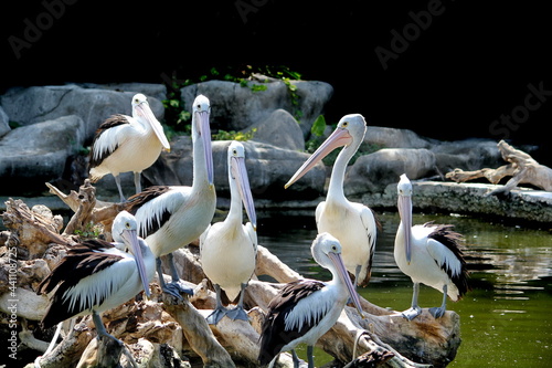 pelicans on the lake