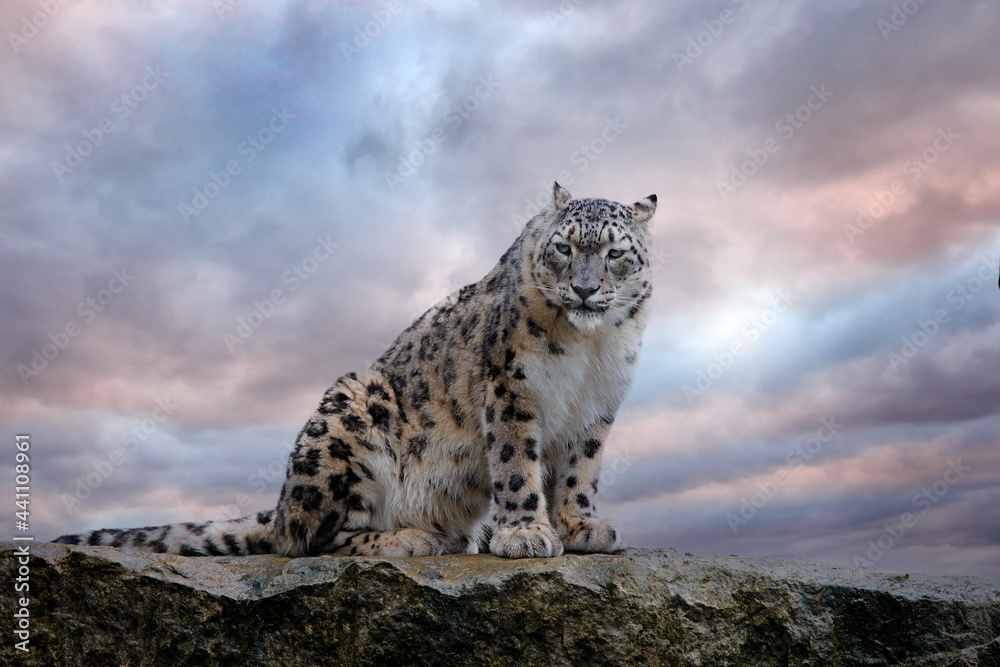 Fototapeta premium Snow leopard with long taill, sitting in nature stone rocky mountain habitat, Spiti Valley, Himalayas in India. Snow leopard Panthera uncia in the rock habitat, wildlife nature. Close-up wide angle.