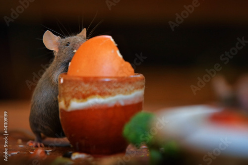 Mouse at he home kitchen. Rat mouse, Rattus norvegicus, eats food rest rubbish from dirty plate dishes, animal bahaviour in building. Urban wildlife in cite, cute rat in the habitat, Berlin, Germany.  photo