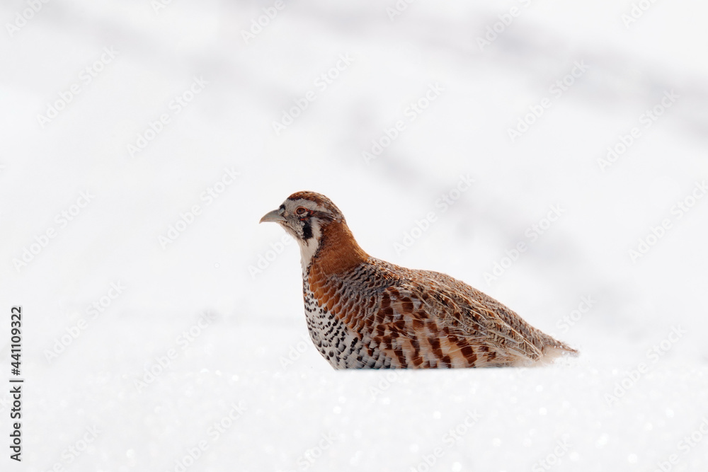 Tibetan Partridge, Perdix hodgsoniae, bird sitting in the snow and rock in the winter mountain. Partridge in the stone habitat, Ladakh, Hemis NP, India. Birds in the Himalayas rocky mountain with sun. Tibetan Partridge, Perdix hodgsoniae, bird sitting in the snow and rock in the winter mountain. Partridge in the stone habitat, Ladakh, Hemis NP, India. Birds in the Himalayas rocky mountain with sun.