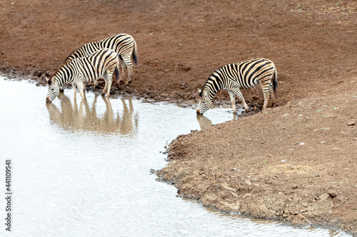 Zebra herd of three drinking at the waterhole in Africa photo