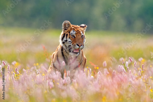 Photography Summer wildlife