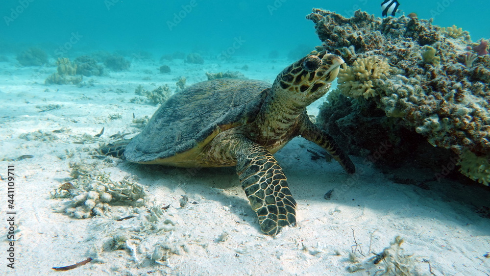 Fototapeta premium Hawksbill sea turtle (CR species) Hawksbill Turtle - Eretmochelys imbricata.