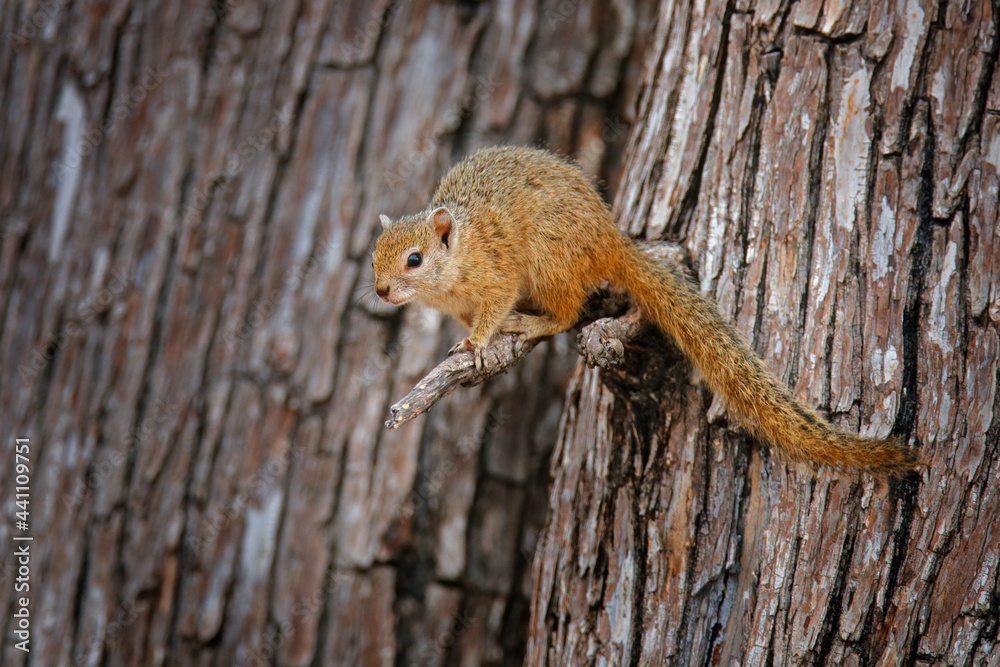 Obraz premium Smith's bush squirrel, Paraxerus cepapi, cute animal on the tree trunk in the forest, Mana Pools NP in Zimbabwe. Yellow-footed squirrel in the nature habitat in Africa.