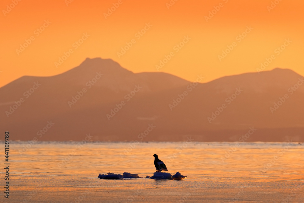 Kuril Islands or Kurile Islands - drifting ice, sea sunset. Beautiful Steller's sea eagle, Haliaeetus pelagicus, with morning sunrise, Hokkaido, Japan. Wildlife behaviour scene, nature.