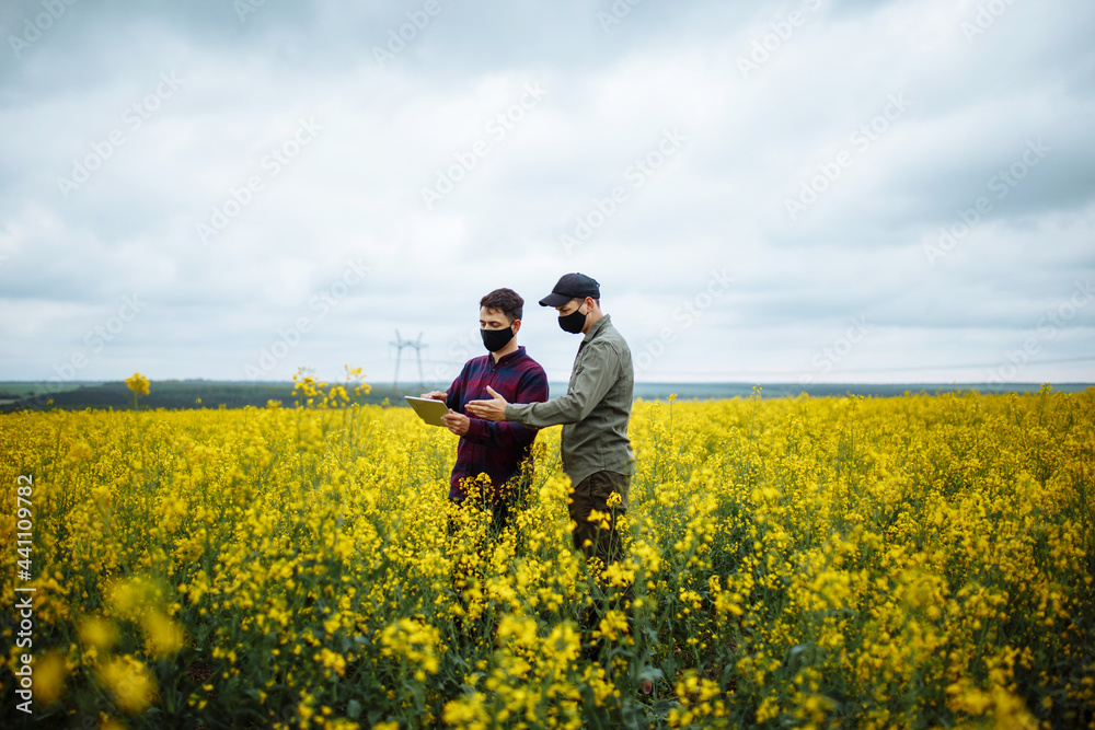 Two young farmers or agronomists in protective masks with a tablet in their hands check a rapeseed field. Ripe harvest concept. Modern technologies in farming.