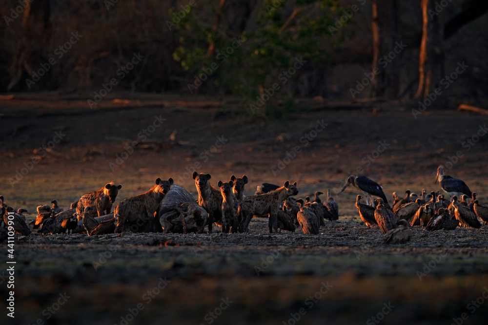 Dead elephant. Africa wildlife. spotted hyena, Crocuta crocuta, pack ...