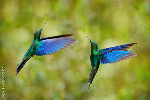 Wildlife Ecuador, two blue bird fight in the forest habitat. Great sapphirewing, Pterophanes cyanopterus, big blue hummingbird, Yanacocha, Pichincha in Ecuador. Two bird, nature behaviour.