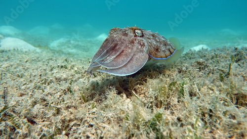 Sepia pharaonis. Mollusks  type of Mollusk. Head-footed mollusks. Cuttlefish squad. Pharaoh cuttlefish.