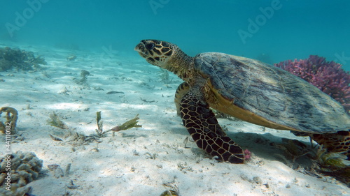 Sea turtles . Great Reef Turtle .Bissa.