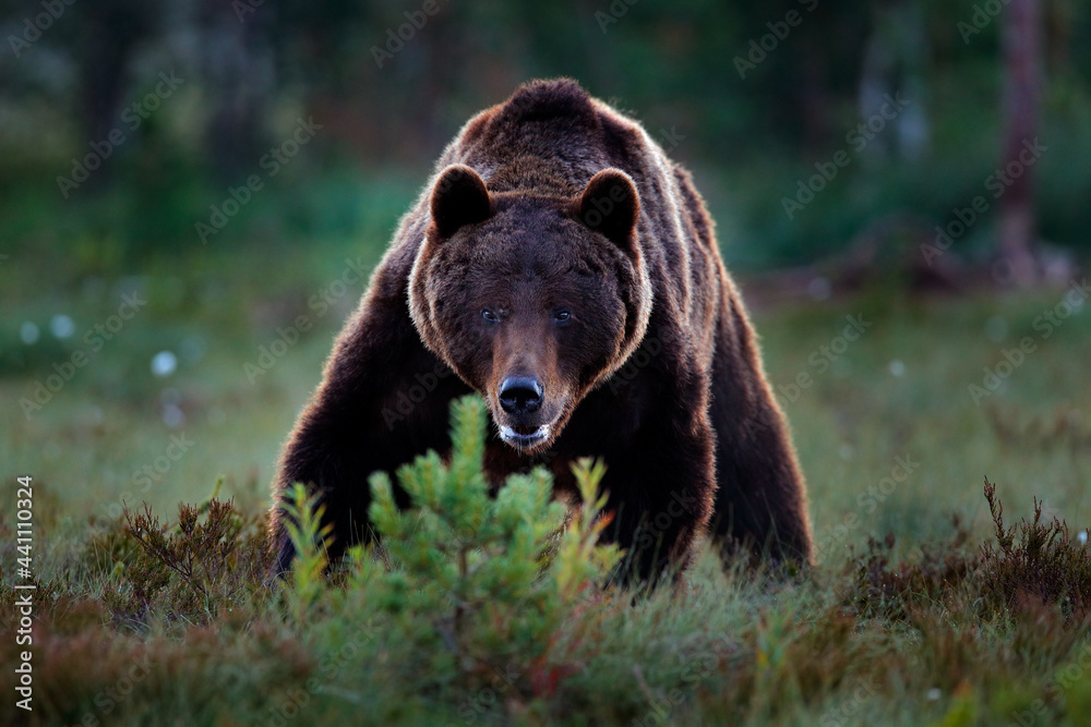 Bear hidden in yellow forest. Autumn trees with bear, face portrait. Beautiful brown bear walking around lake, fall colours, Romania wildlife. Bear hidden in yellow forest. Autumn trees with bear, face portrait. Beautiful brown bear walking around lake, fall colours, Romania wildlife.