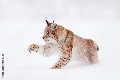 Lynx, winter wildlife. Cute big cat in habitat, cold condition. Snowy forest with beautiful animal wild lynx, Poland. Eurasian Lynx nature running, wild cat in the forest with snow.