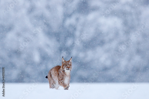 Canvas Print Lynx, winter wildlife