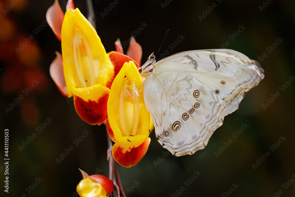 Big White Butterfly On The Yellow Red Liana Flower Bloom In Tropic 1000 F 441110503 FBkAuILjPzZ1wjlZJQlgvTUTdAMlNLWg