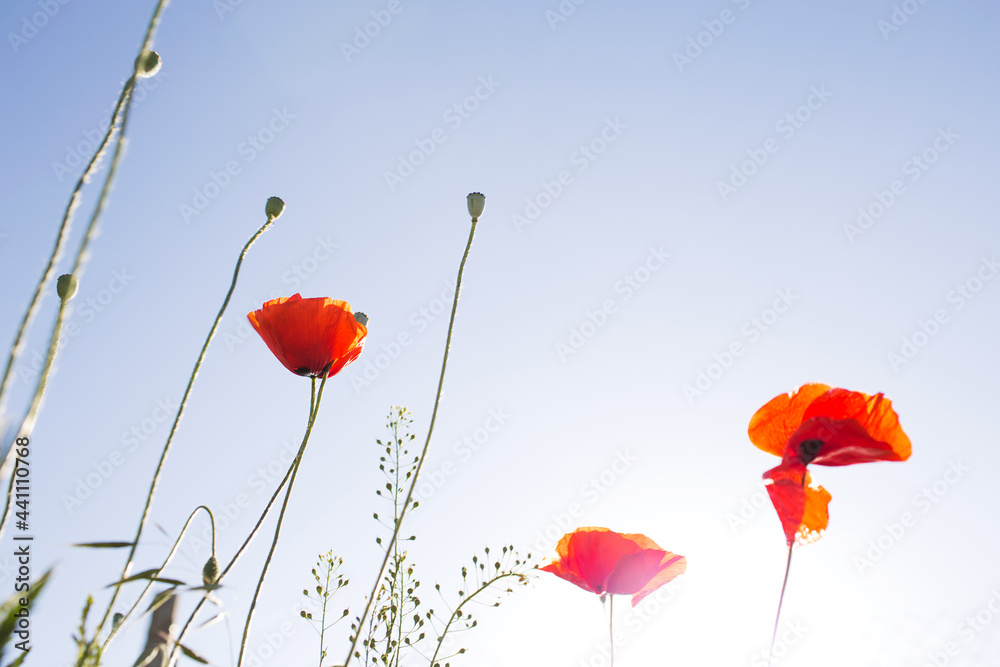 Obraz premium Red poppy flowers field nature spring background with sun. Space for text. Soft selective focus. Beautiful wild flower.