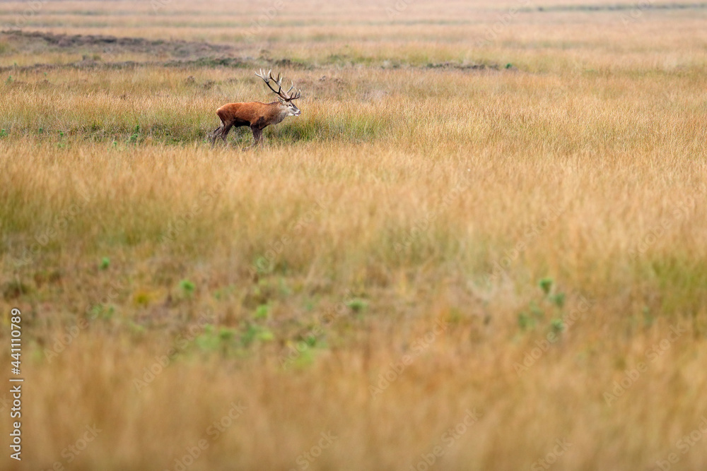 Naklejka premium Red deer, rutting season, Hoge Veluwe, Netherlands. Deer stag, majestic powerful animal outside the wood, big animal in meadow habitat. Wildlife scene, nature. Moorland, autumn animal behaviour.